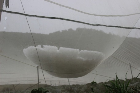 Nhiều đá còn đọng lại trên mái lưới nhà vườn. Người dân than: 