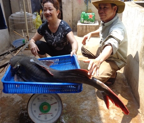 Con cá lăng nặng 20kg.