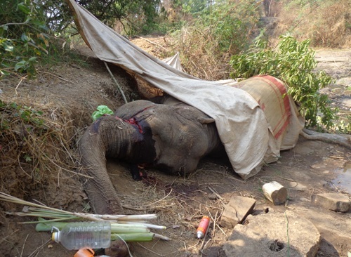 Voi gục chết tại bờ sông.