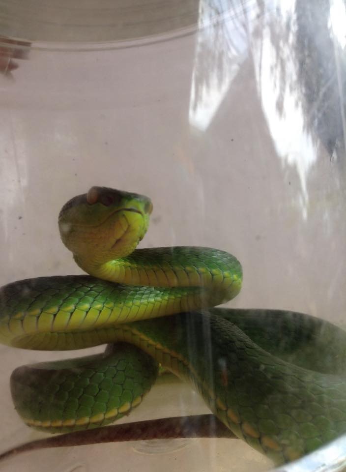 Rắn lục đuôi đỏ được xem là một trong những loài rắn có nọc độc mạnh, rất nguy hiểm