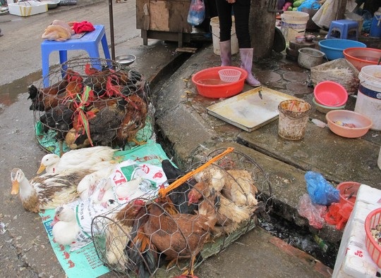 Cúm chết người lây lan nhanh - 1 Mua bán gia cầm không qua kiểm dịch là nguy cơ lây lan bệnh cúm