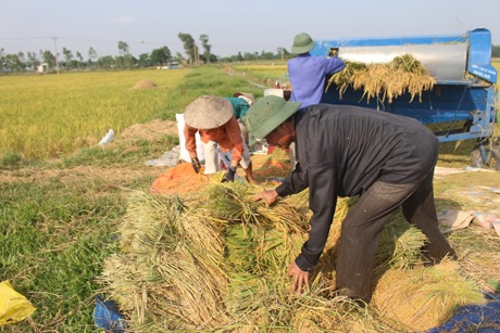 Phút nghỉ ngơi hiếm hoi sau bóng râm của xe lúa.