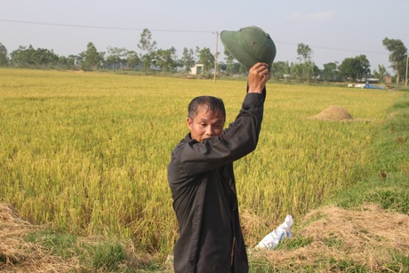 Phút nghỉ ngơi hiếm hoi sau bóng râm của xe lúa.