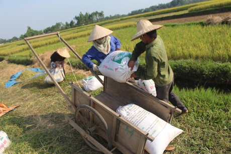 Hạt lúa về sân thấm đẫm mồ hôi người nông dân.