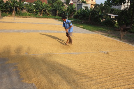 Hạt lúa về sân thấm đẫm mồ hôi người nông dân.