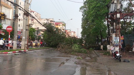 Mưa giông lớn "càn quét" Hà Nội, cây xanh đổ la liệt, giao thông hỗn loạn - 5 Cây lớn đổ la liệt (Ảnh: Tiến Nguyên)