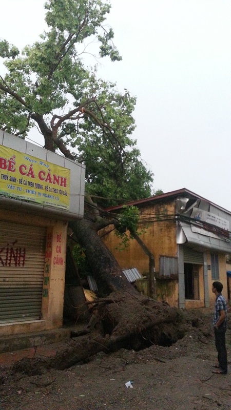Mưa giông lớn "càn quét" Hà Nội, cây xanh đổ la liệt, giao thông hỗn loạn - 7 Cây lớn đổ la liệt (Ảnh: Tiến Nguyên)