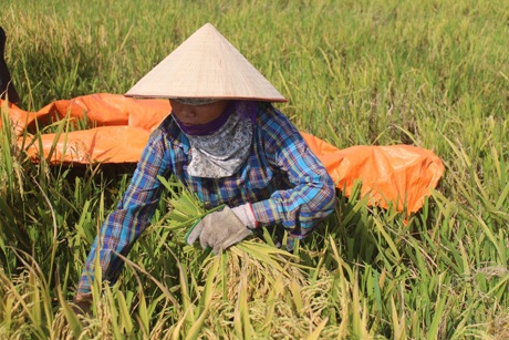 Những hạt lúa mướt mồ hôi!