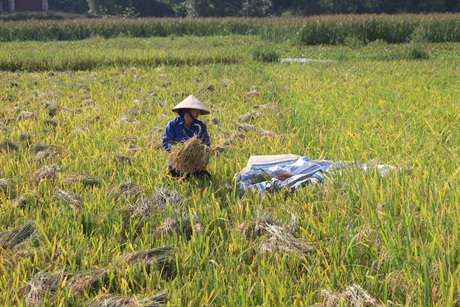 Những hạt lúa mướt mồ hôi!