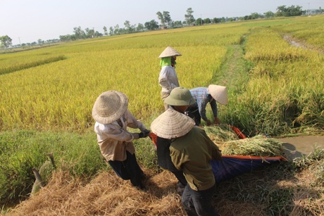 Hỗ trợ nhau kéo lúa lên bờ.