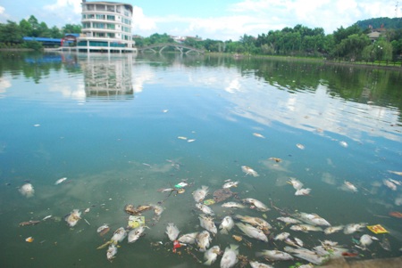 Cá chết nổi trắng một góc hồ công viên Nhạc Sơn