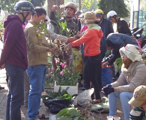 Nhiều loại lan quý được bày bán tràn lan ở vỉa hè