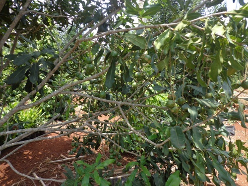 Người dân cần chọn giống mắc ca phù hợp khí hậu, thổ nhưỡng để có năng suất cao