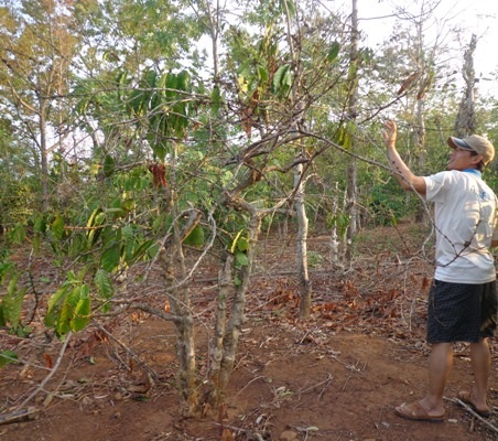 Trên 50.000ha cây trồng ảnh hưởng vì hạn