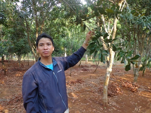 Nhiều nơi mắc ca năng suất thấp vì giống kém chất lượng