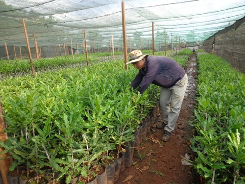 Để mua được mắc ca giống nhiều người dân và doanh nghiệp phải đặt cọc trước từ nhiều tháng