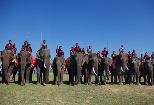 Số lượng voi nhà ở Đắk Lắk chỉ còn 43 con