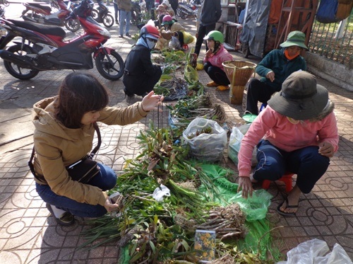 Khách hàng dễ dàng chọn mua những loại lan rừng hiếm