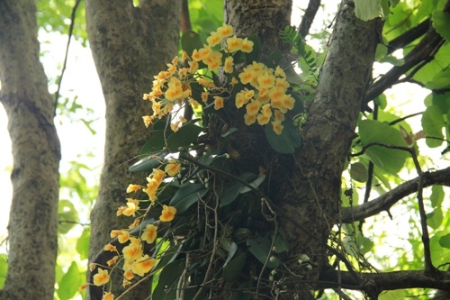 Những khóm lan rừng đẹp của núi rừng có nguy cơ biến mất vĩnh viễn