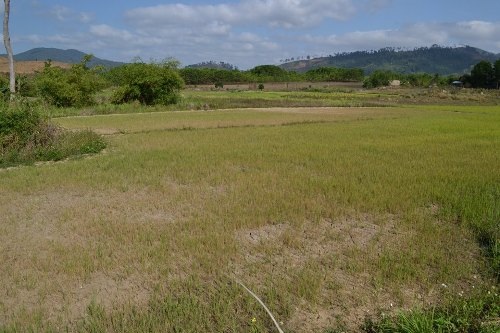 Hàng ngàn héc ta lúa mất trắng vì không có nước tưới