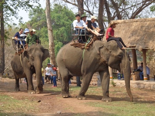 Phục vụ du lịch quá sức cũng là nguyên nhân dẫn đến cái chết của voi
