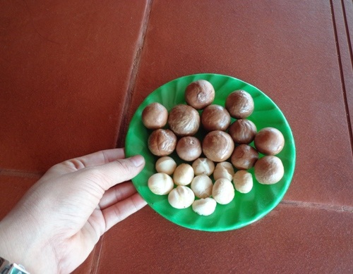 Tại Đắk Lắk mắc ca được trồng chủ yếu để bán giống.