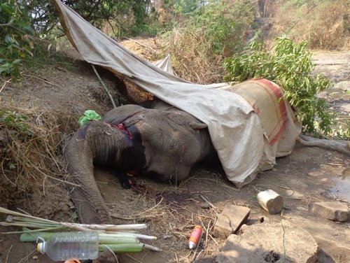 Voi cái tại huyện Buôn Đôn chết sau khi bị kẻ gian chém vào chân và chặt đuôi.