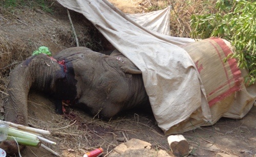 Thêm 1 con voi nhà tại Đắk Lắk gục chết (ảnh minh họa)