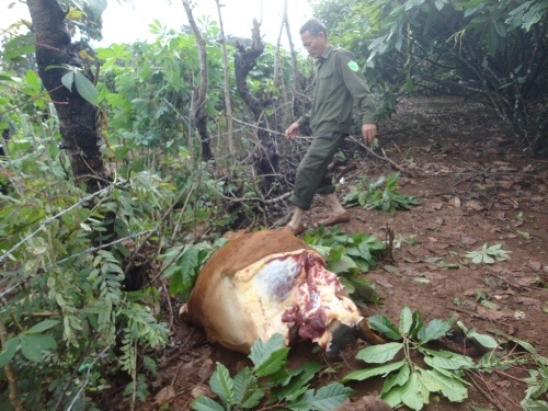 Kẻ trộm khoét đùi sâu
tận lưng để lấy thịt