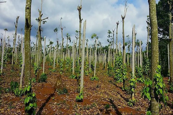 Rừng
cao su bị chặt trụi làm trụ để trồng tiêu