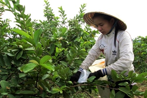 Kiếm tiền triệu mỗi ngày từ ổi “siêu sạch” - 2 Nhờ
thực hiện đúng quy trình chăm sóc kỹ thuật nên vườn ổi luôn cho năng suất và chất
lượng cao