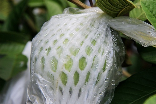 Nhờ
thực hiện đúng quy trình chăm sóc kỹ thuật nên vườn ổi luôn cho năng suất và chất
lượng cao