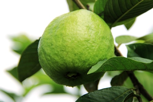 Ổi “siêu
sạch” rất được khách hàng ưa chuộng