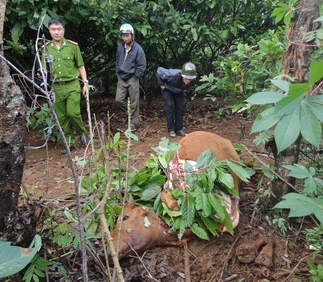 Con bò cái bị đánh
chết, xẻo đi 4 chiếc đùi