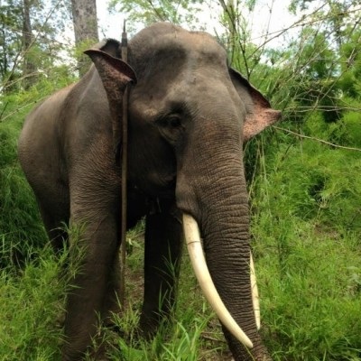 Con
voi bị kẻ gian cưa trộm gần đứt lìa ngà (ảnh: Cơ quan chức năng)