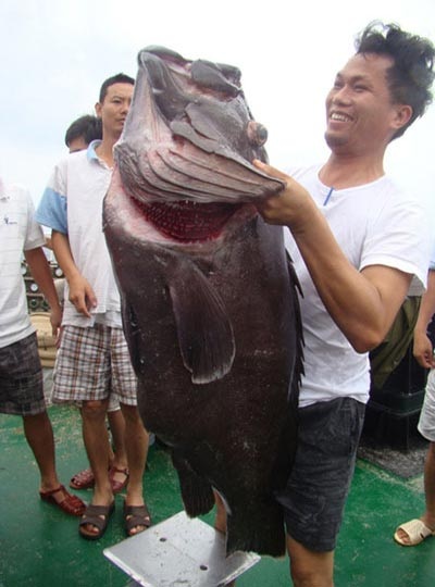 Câu được cá mú đen 35kg - 1 Câu được cá mú đen 35kg - 1