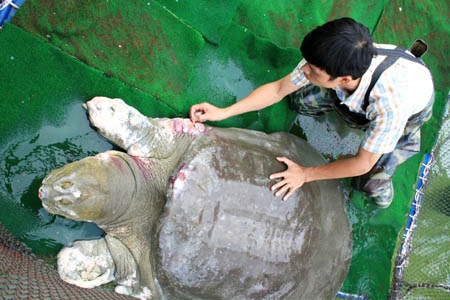 Chuyện bây giờ mới kể về... cụ Rùa - 1