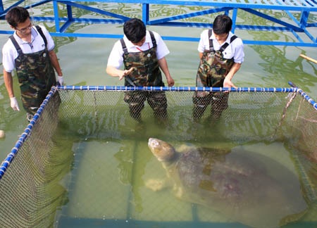 Chuyện bây giờ mới kể về... cụ Rùa - 2