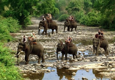 Voi, hổ, bò tót… sẽ chung kết cục như tê giác một sừng? - 1