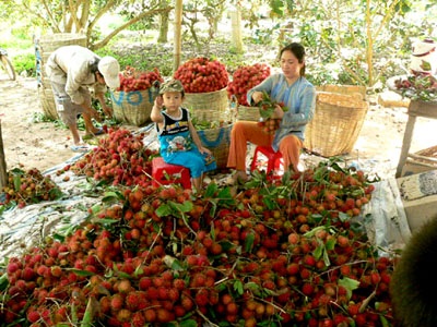 Nhộn nhịp chôm chôm theo xe khách “Bắc tiến” - 1 Nhộn nhịp chôm chôm theo xe khách “Bắc tiến” - 1
