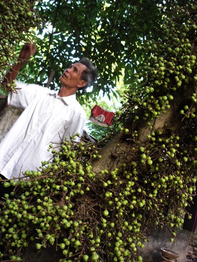 Cây sung siêu “mắn” làm cả nhà… sung sướng - 1 Cây sung siêu “mắn” làm cả nhà… sung sướng - 1