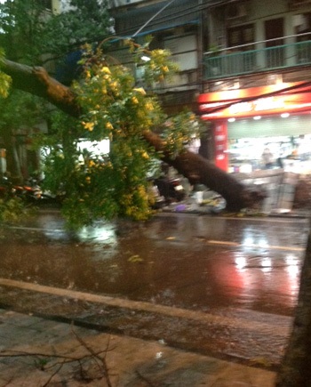 Một cây xà cừ đổ chắn ngang đường trước số nhà 18 Hàng Chiếu.