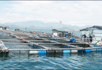 Lại phát hiện thương nhân Trung Quốc gom hàng trái phép - 1 Bè nuôi cá của CTy Song Phong trên vịnh Cam Ranh.