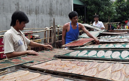 Về An Giang thưởng thức đặc sản khô rắn - 1 Rắn sống được mua về để làm khô.
