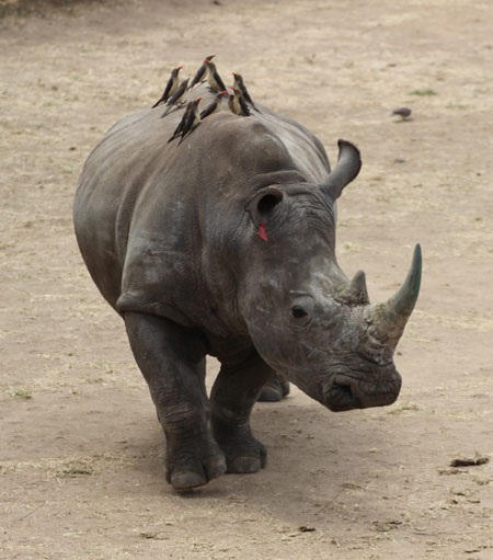 Tác giả tại rừng Châu Phi như cổ tích.