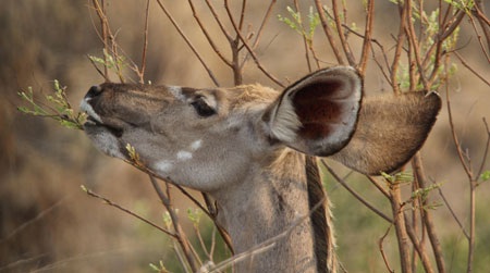 Tác giả tại rừng Châu Phi như cổ tích.