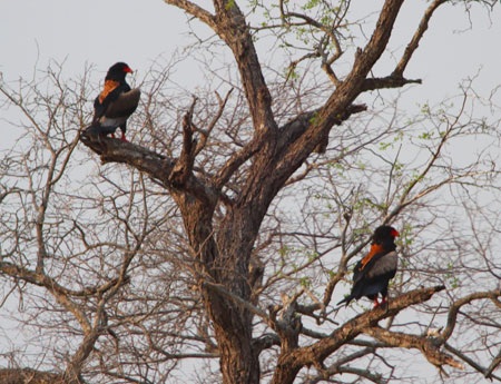 Tác giả tại rừng Châu Phi như cổ tích.