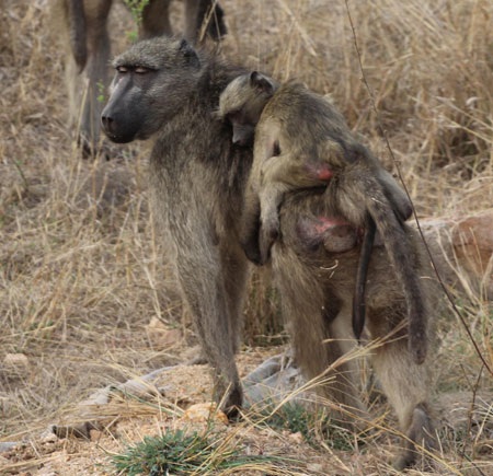 Tác giả tại rừng Châu Phi như cổ tích.