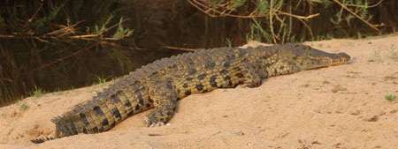 Tác giả tại rừng Châu Phi như cổ tích.