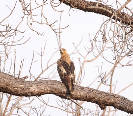 Tác giả tại rừng Châu Phi như cổ tích.